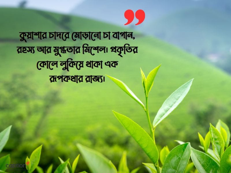 চা বাগান নিয়ে ক্যাপশন 