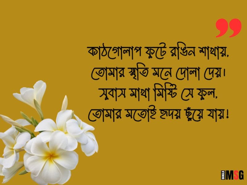 কাঠগোলাপ নিয়ে ছন্দ