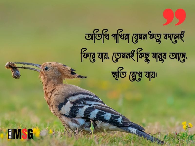 অতিথি পাখি নিয়ে ক্যাপশন