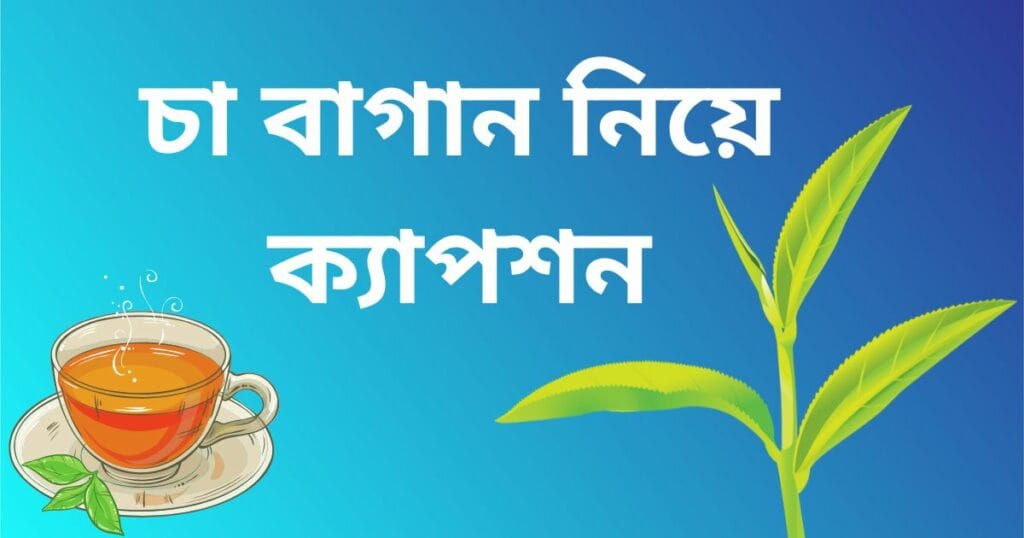 চা বাগান নিয়ে ক্যাপশন