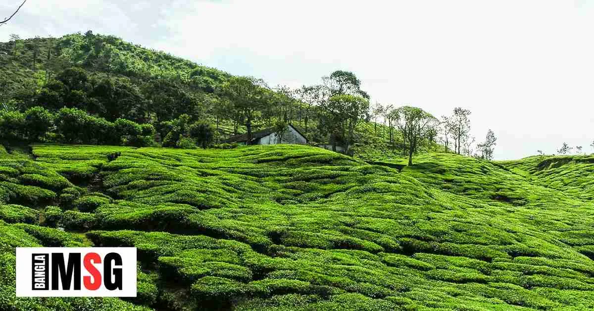 চা বাগান নিয়ে ক্যাপশন