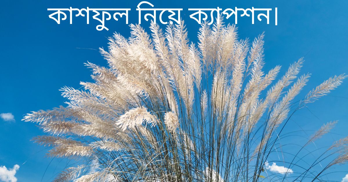 কাশফুল নিয়ে ক্যাপশন.